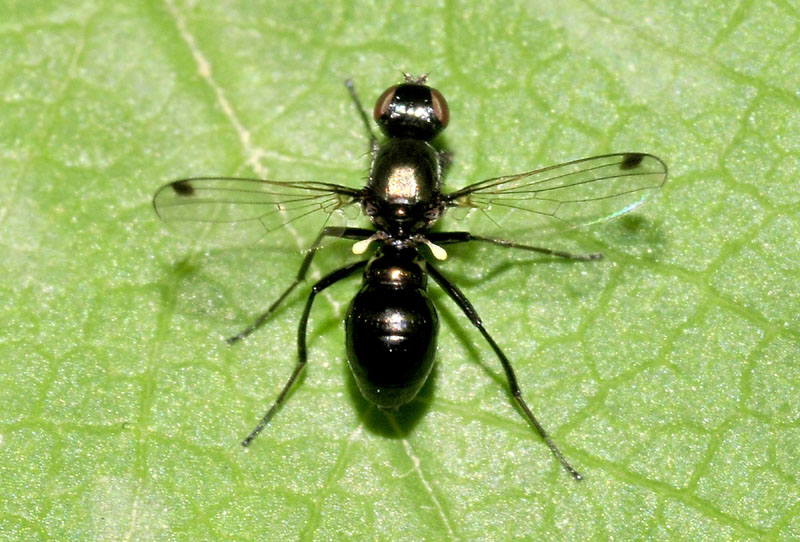 Piccolo dittero da det.